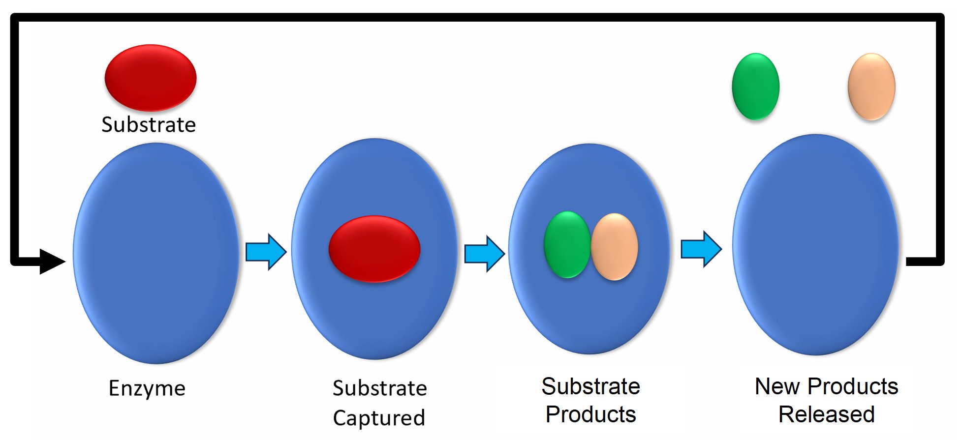 product-overview-enzymes